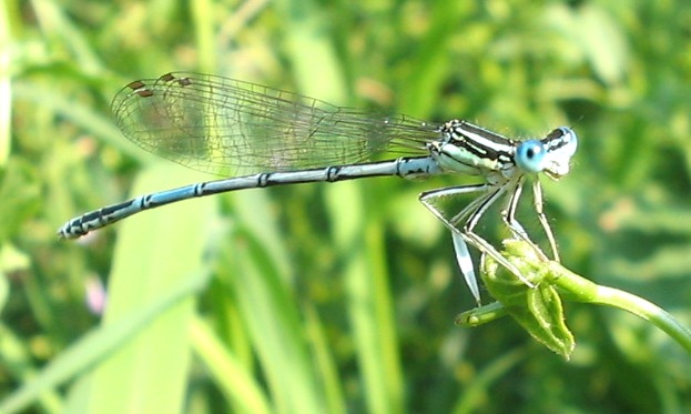 Platycnemis pennipes e Calopteryx splendens